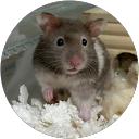 まい profile picture